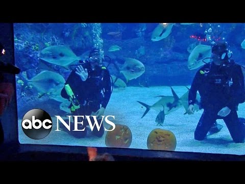 بالفيديو  غواصان ينحتان القرع العسلي في حوض أسماك القرش