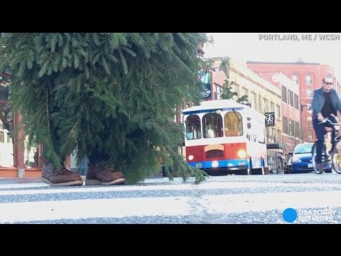 بالفيديو رجل في زي شجرة يقطع الطريق على المارة بشكل مفاجئ