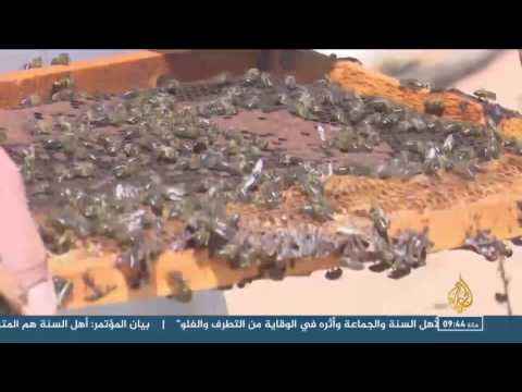 بالفيديو 20 ألف نوع من النحل تعيش في مجتمعات منظمة وضخمة