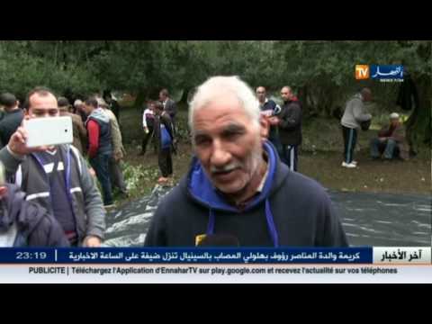 شاهد  عيد الزيتون عادة يتمسك  بها سكان الجزائر