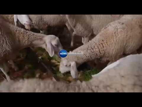 شاهد أهمية زراعة الشعير في الأغواط