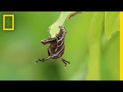 شاهد العلماء يعثرون على دودة سميعة فى الطبيعة