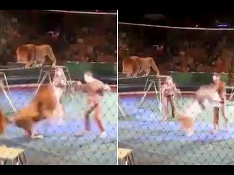 شاهد أسود تفترس مدربها بوحشية أمام الأطفال