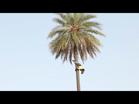 شاهد طالع النخل هندي يتحدى في تسلق الأشجار