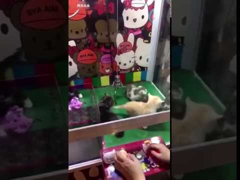 بالفيديو لعبة جديدة تتيح الحصول على قطط حقيقية بدلًا من الدمى 