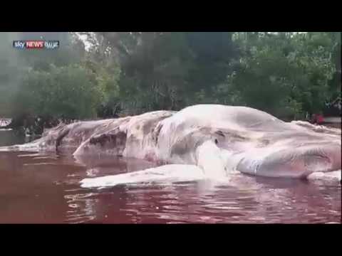 شاهد كائن مخيف وكبير الحجم يعوم على سطح المياه