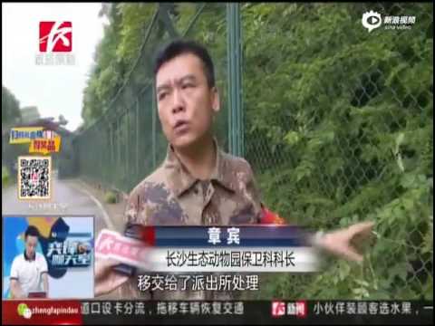 سياح يتحولون إلى وجبة طعام لـ 7 نمور شرسة ومخيفة