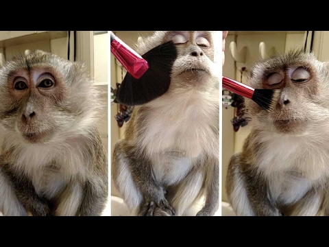 قرد منزلي أليف يتزين أكثر من مرة في اليوم