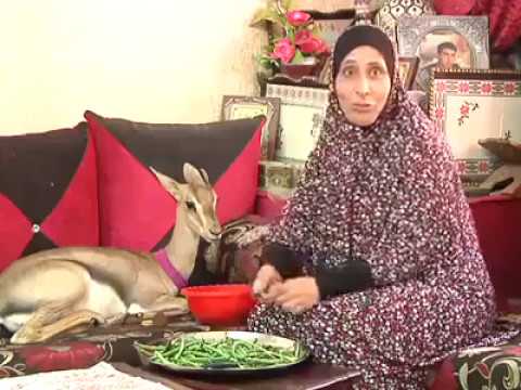 عائلة فلسطينية تربي غزالًا بشكل مختلف