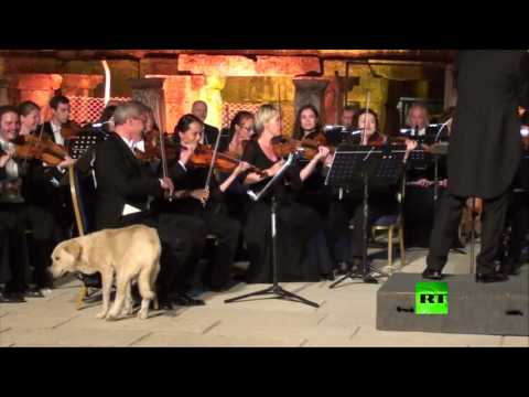 كلب ضال يفاجئ الجمهور ويحجز مكانه على خشبة مسرح في تركيا