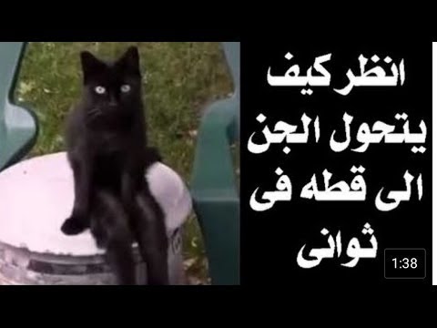 كيف يتحول الجن إلى قطة