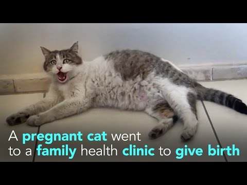 قطة تذهب للمستشفى بعد تعسر ولادتها الطبيعية