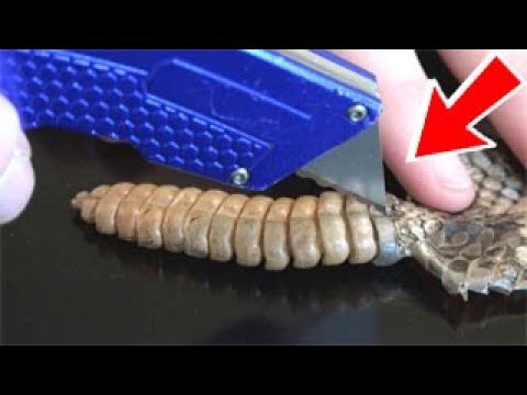 شاهد تشريح ذيل أفعى مجلجلة ضخمة