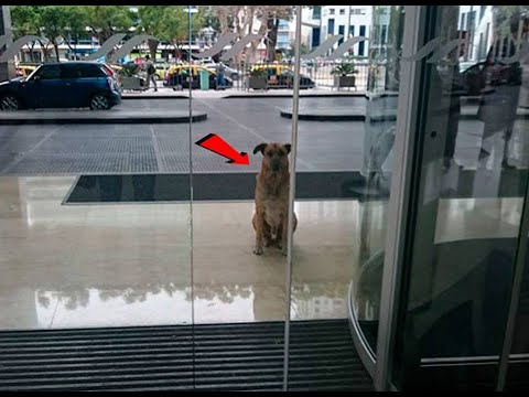 ماذا حدث لكلب ظل منتظرًا كل يوم أمام الفندق