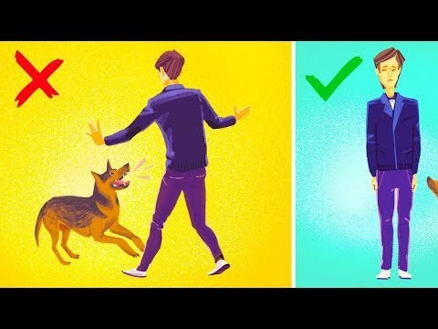 ماذا ستفعل إذا هاجمك كلبٌ شرس