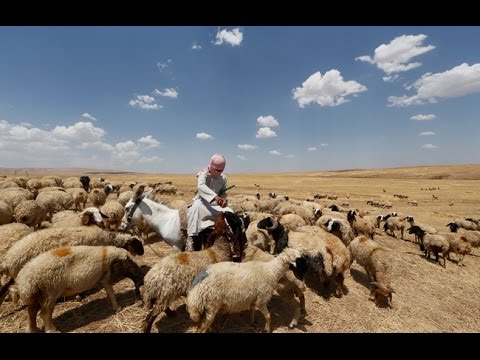 داعش يتسبب في بوار أراضٍ زراعية في نينوى