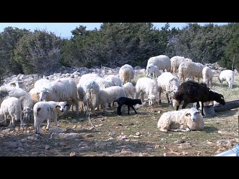 بالفيديو صوف الغنم قد يوفرحلًا للتسرب النفطي