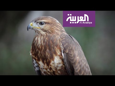 الطائر الذي أحرق مدنا بأكملها في أستراليا