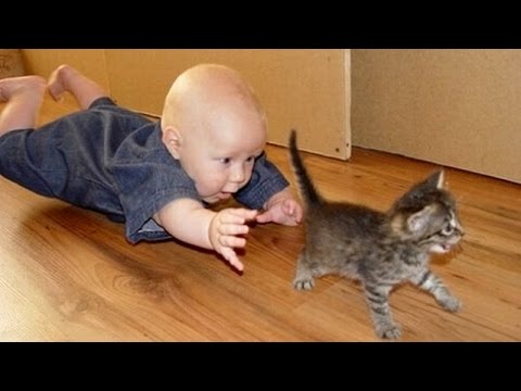 فيديو أجمل لقطات لقطط أبدعت في تسلية الأطفال