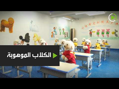 شاهد معلومات وحقائق عن الكلاب الموهوبة