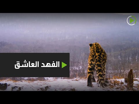 شاهد فهد نادر في روسيا يترك رسالة حب لمعشوقته