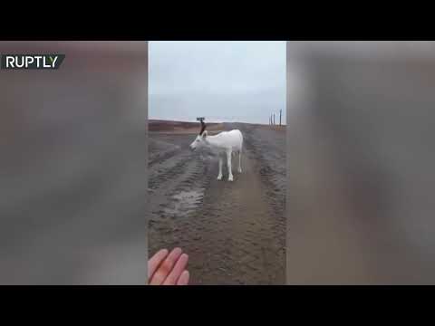 شاهد أيل أبيض يرافق شاحنة أثناء سيرها في طريق شمال روسيا