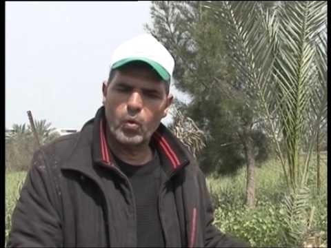 فيديو استصلاح مساحات زراعية من الأراضي المدمرة في غزة