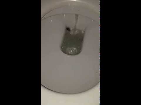 شاهد سبَّاك يعثر على عنكبوت ضخم في مرحاض