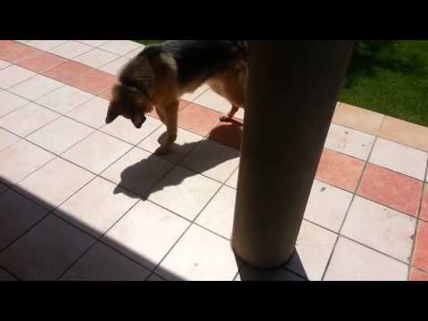 فيديو كلب يلاعب ظله عند رؤيته للمرة الأولى
