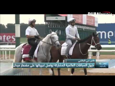 فيديو تأهب الخيول للمشاركة في كأس دبي العالمي