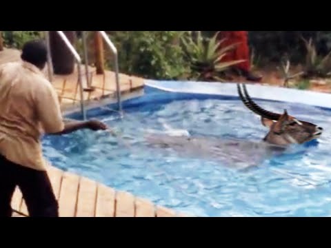 فيديو مأساة تحرير حيوان من حمام سباحة