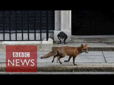 بالفيديو ثعلب يطارد بطة في شوارع لندن