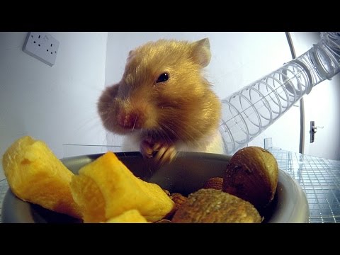 بالفيديو كيف يخزن الهامستر الطعام في خدوده