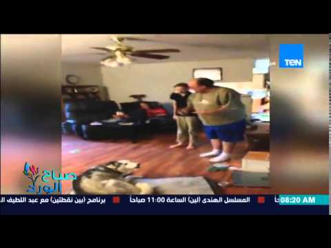 بالفيديو  كلب يجادل صاحبه ويُنهي حديثه باكيًا