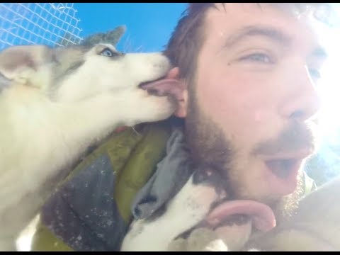 بالفيديو 9 كلاب تهاجم رجلًا