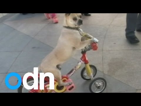 شاهد كلب صيني يستعرض بـ40 طريقة