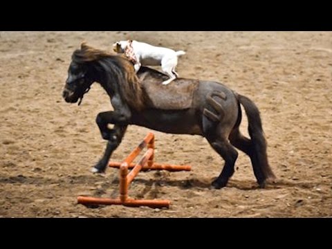 بالفيديو كلب صغير يمارس رياضة الفروسية على ظهر حصان