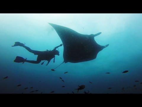 فيديو غواص يسبح مع أخطر سمكة