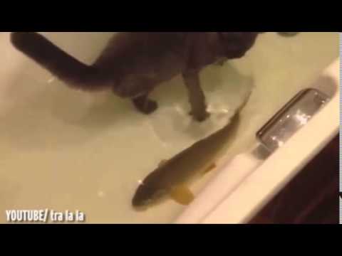شاهد قط يستمتع باللعب مع السمك
