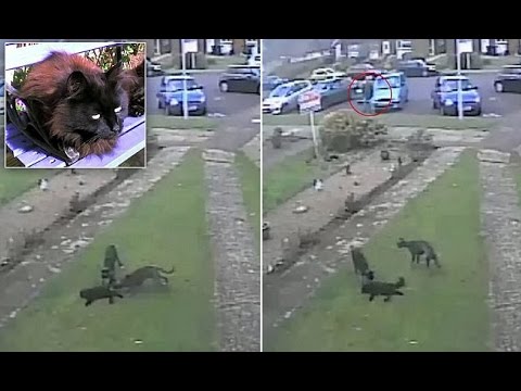 شاهدلحظة هروب كلبين بعد مهاجمة قطة معاقة