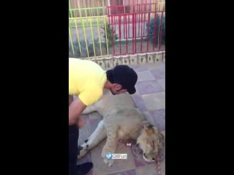 بالفيديو شاب يصارع أسد داخل حديقة حيوان