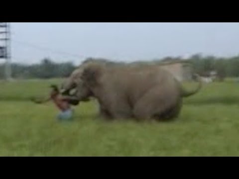 بالفيديو هندي ينجو بأعجوبة من هجوم فيل جائع