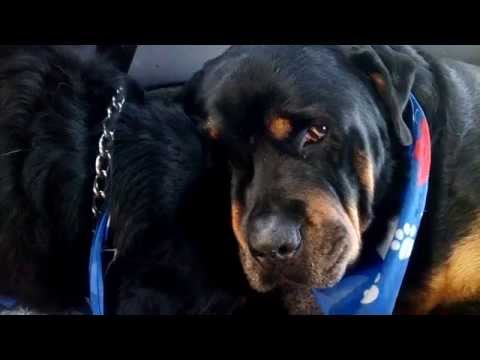 بالفيديو كلب يبكي حزنًا على أخيه التوأم