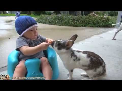 بالفيديو أرنب لص يسرق الطعام من طفل صغير