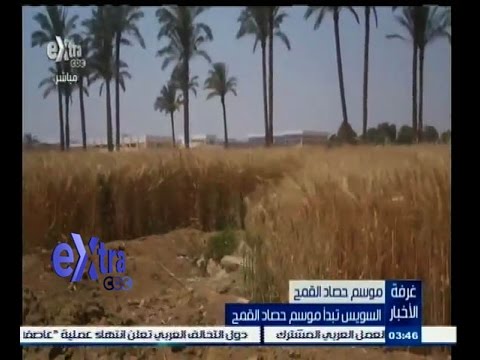 بالفيديو السويس تبدأ موسم حصاد القمح