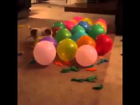 فيديو كلب يلهو بـعنف مع البالونات