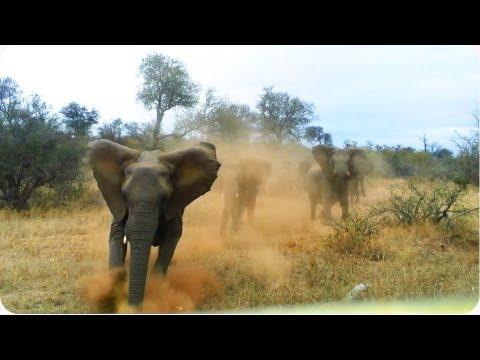 شاهد مجموعة من الفيلة يهاجمون سيارة