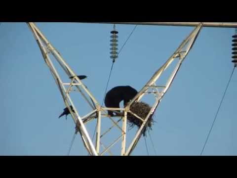 شاهد دب أسود يتسلق قمة برج كهرباء