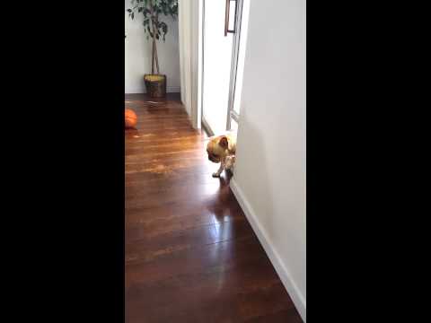 فيديو كلب يشعر بالذنب لمضغ قلم صديقته