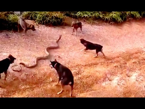 فيديو معركة بين كوبرا و5 كلاب